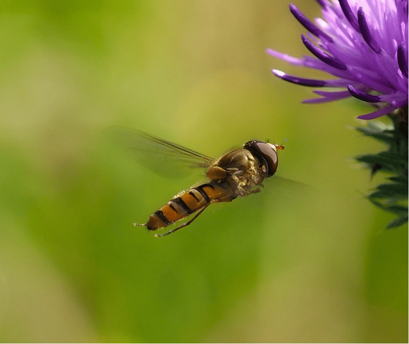 zweefvliegen macrofoto