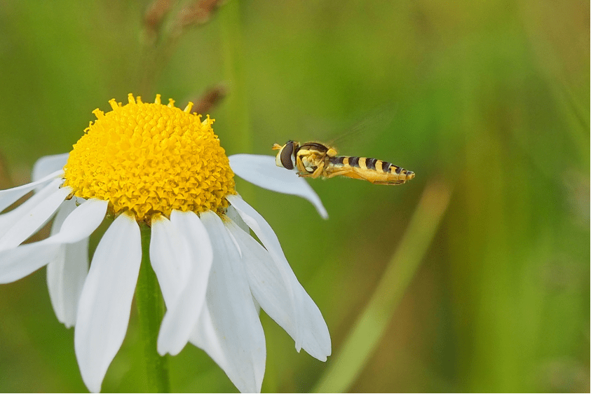 zweefvliegen macrofotograferen