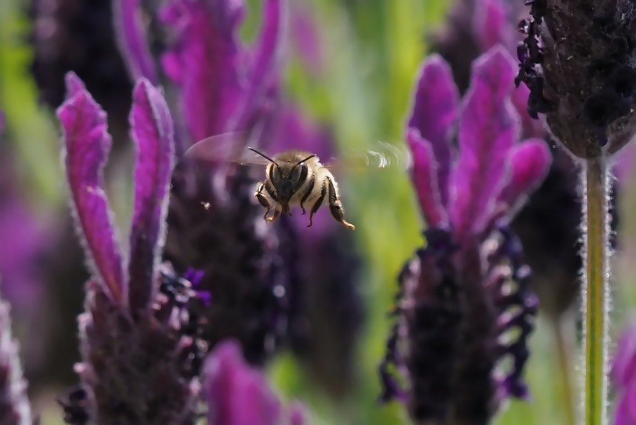 Macrofotografie van bijen en hommels