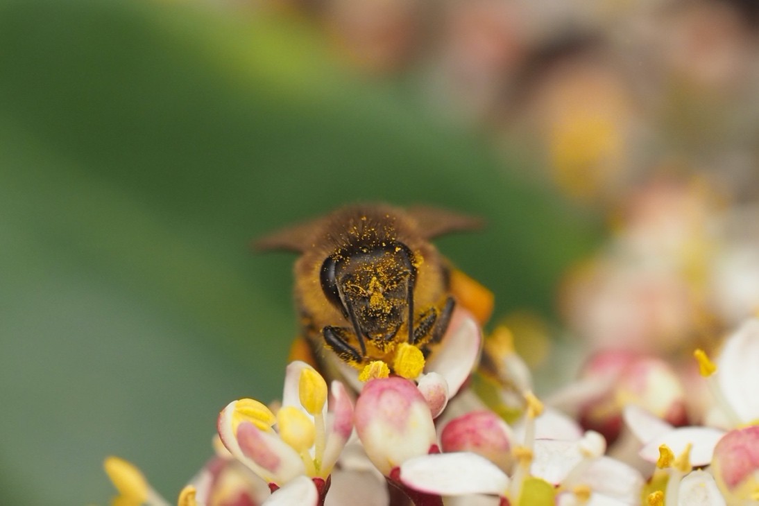 Macrofotografie van bijen en hommels