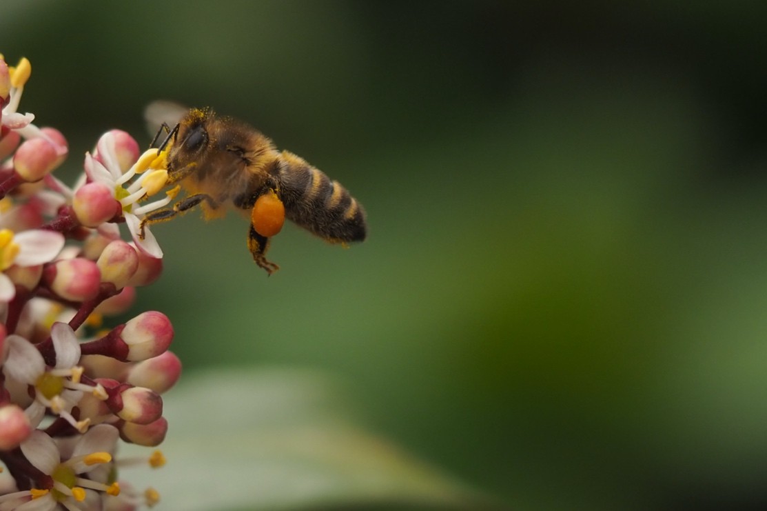 Macrofotografie van bijen en hommels