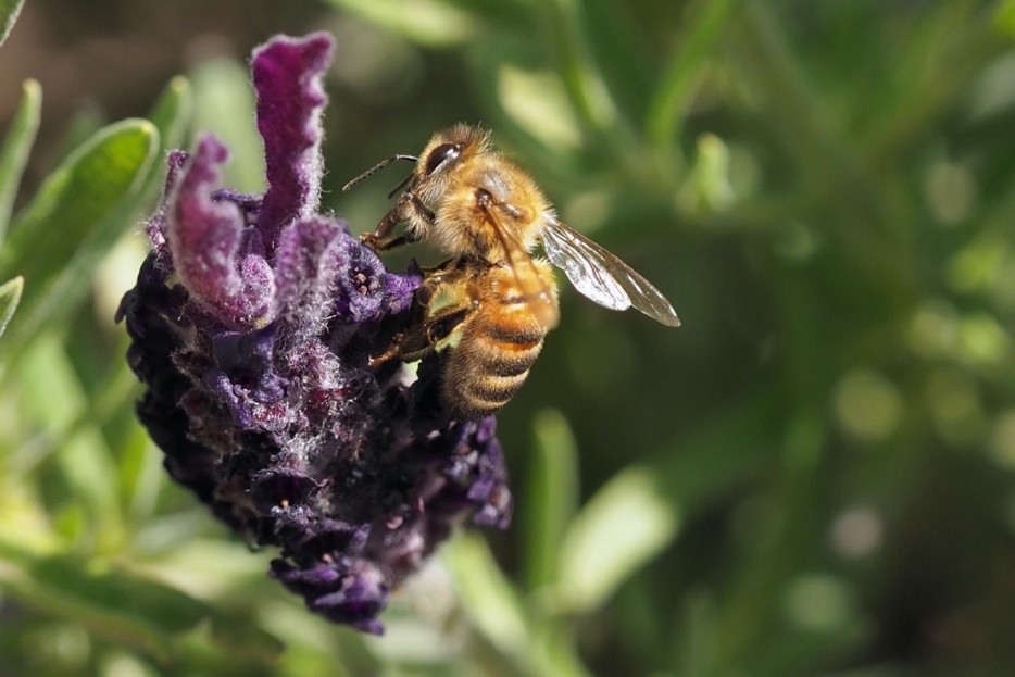 Macrofotografie van bijen en hommels