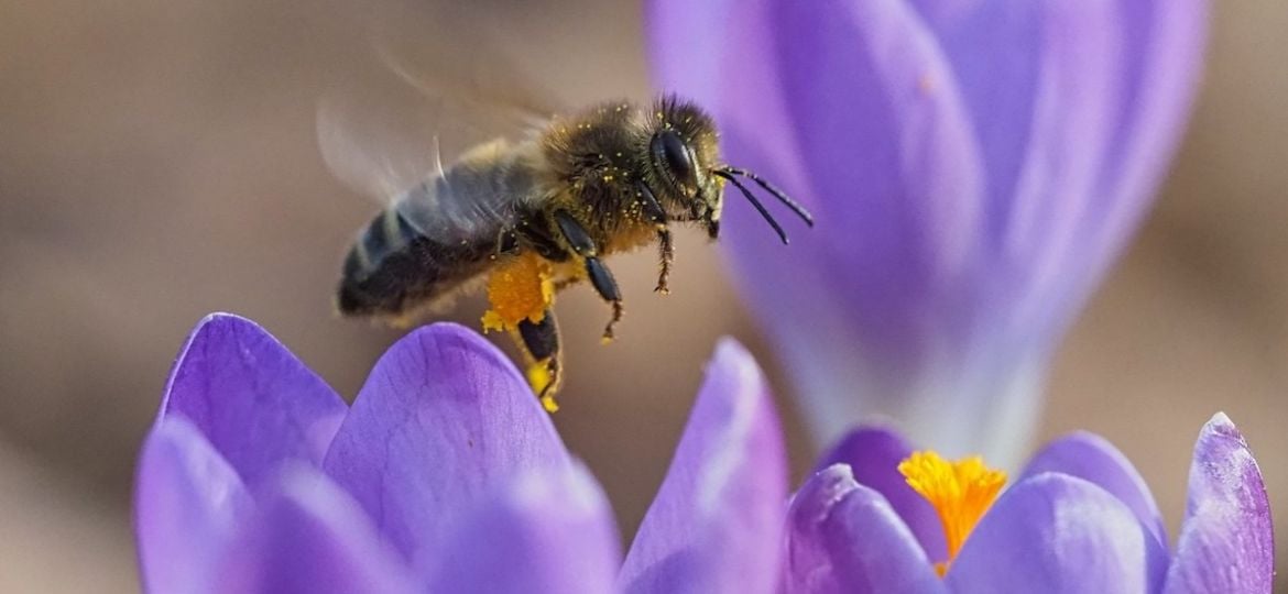 Macrofotografie van bijen en hommels