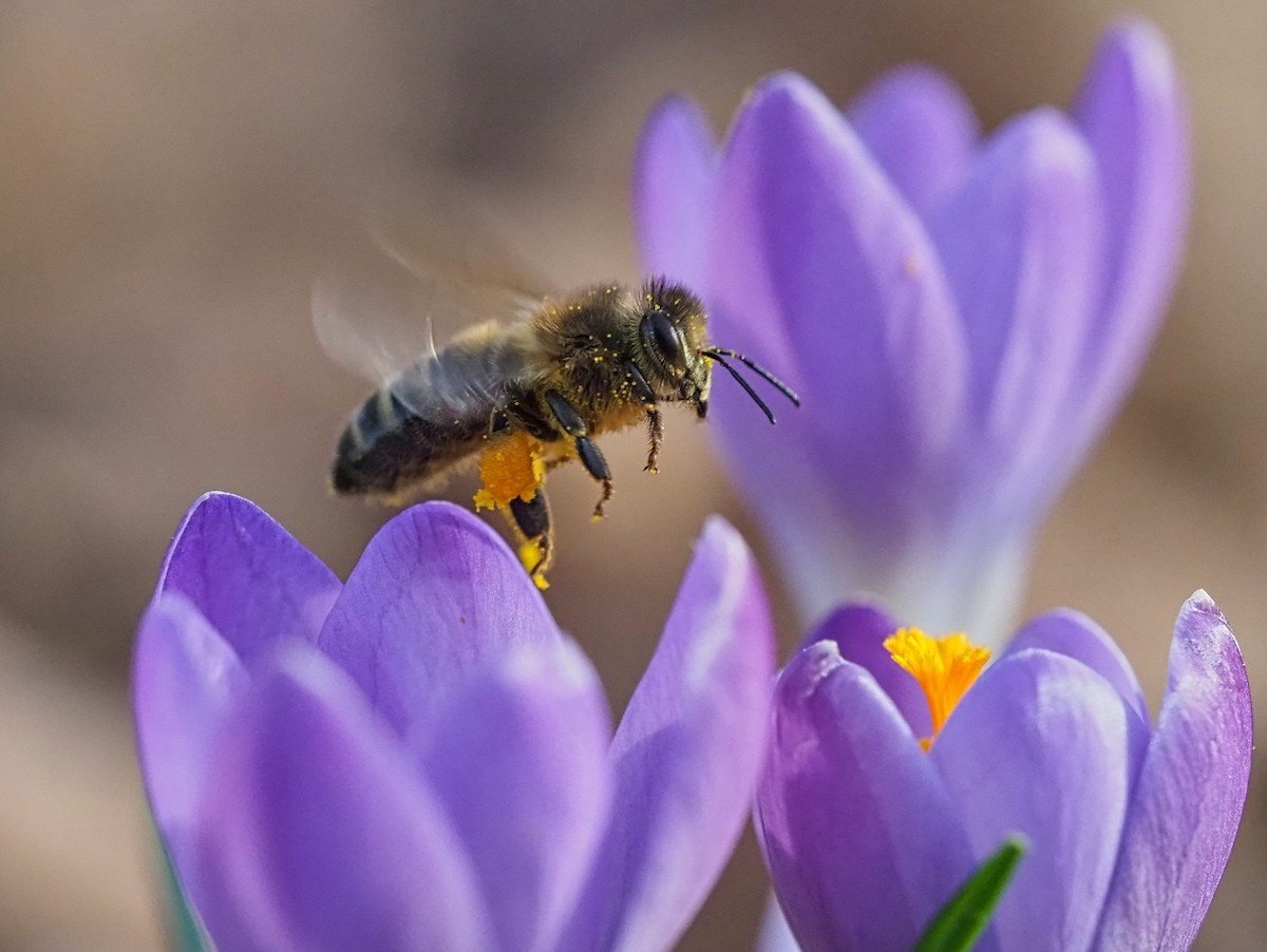 Macrofotografie van bijen en hommels