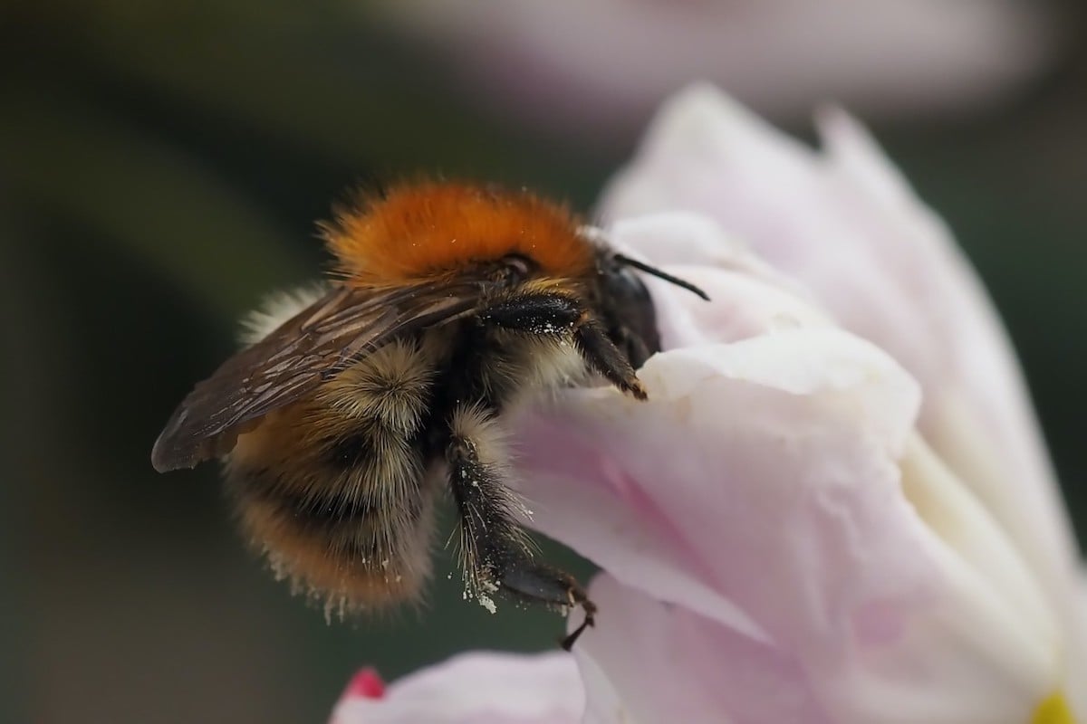 Macrofotografie van hommels