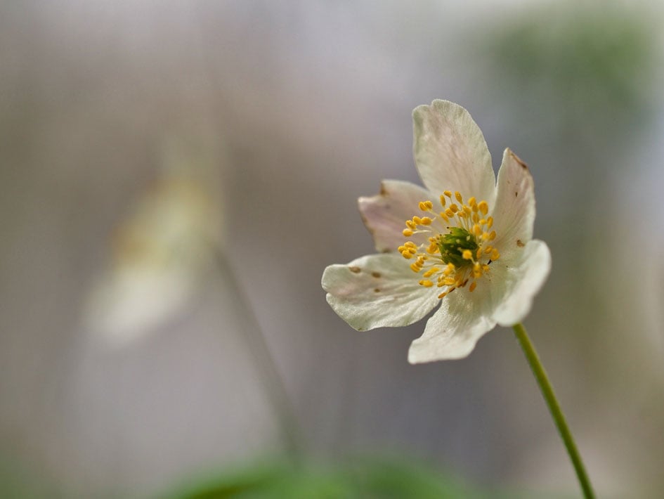 Bloemen fotograferen met onscherpe achtergrond