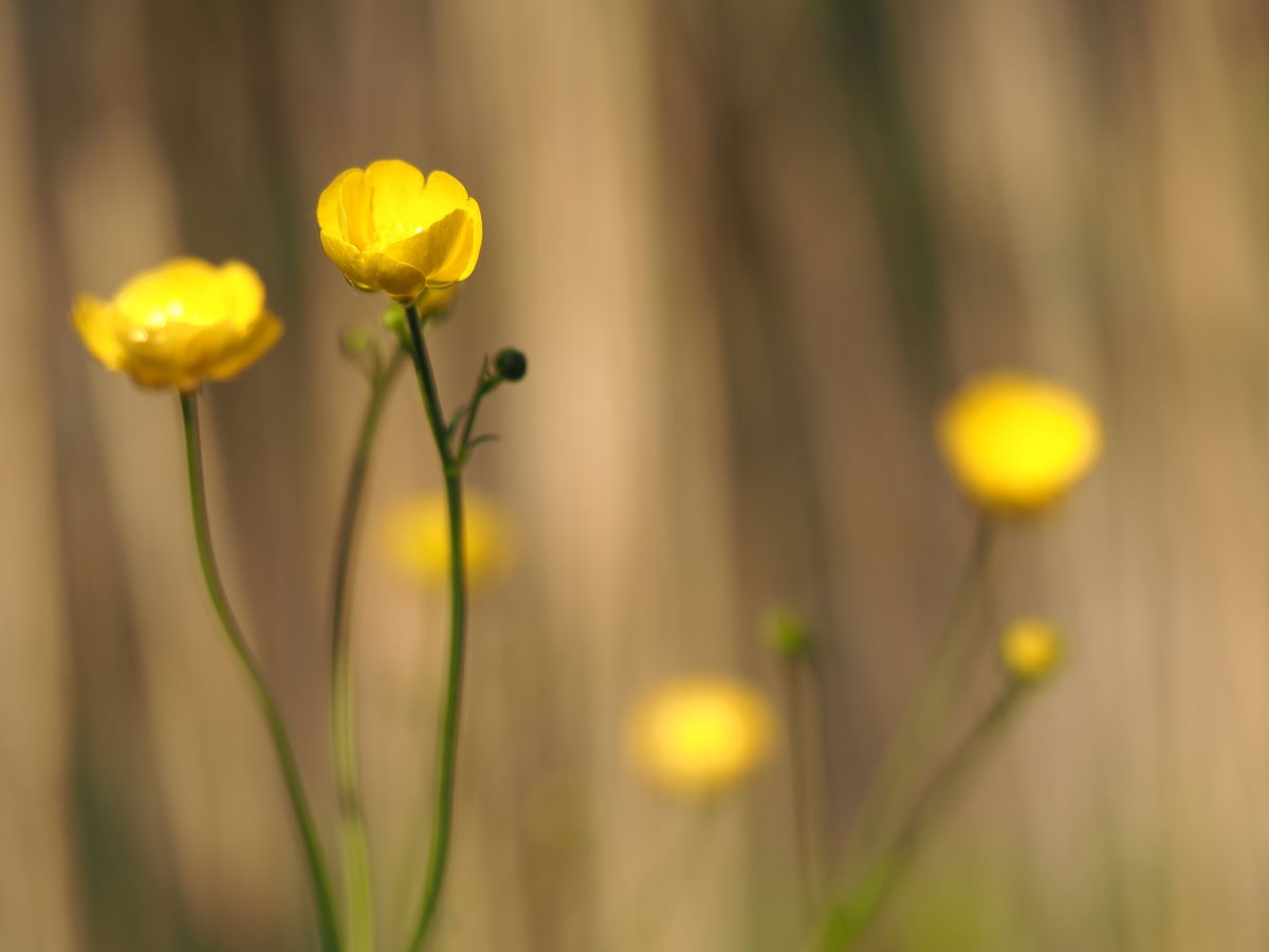 macrofotografie van bloemen met onscherpe achtergrond