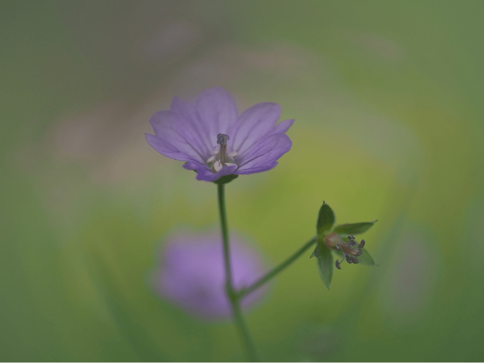 Bloemen fotograferen met onscherpe achtergrond