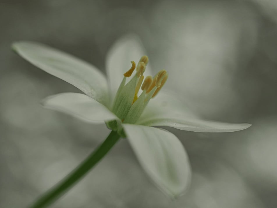 Bloemen fotograferen met onscherpe achtergrond