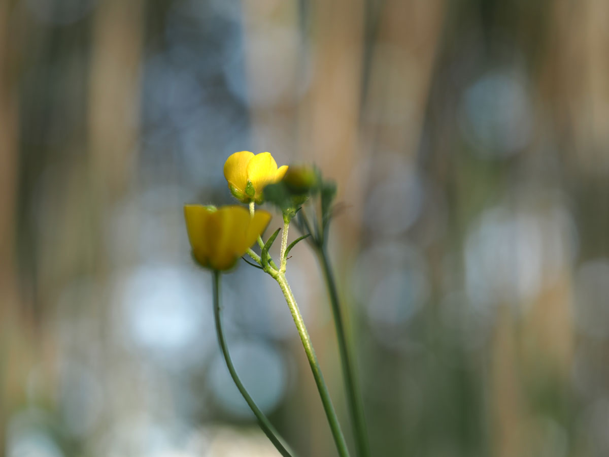 macrofotografie van bloemen met onscherpe achtergrond