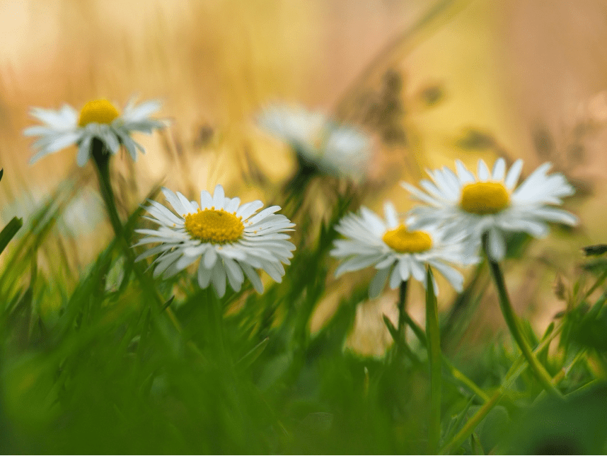 macrofotografie van bloemen met onscherpe achtergrond