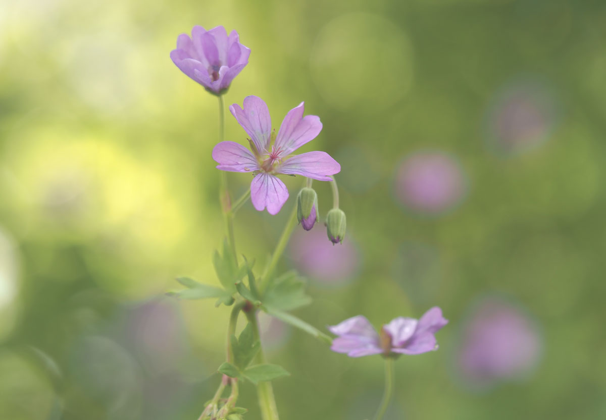 macrofotografie van bloemen met onscherpe achtergrond