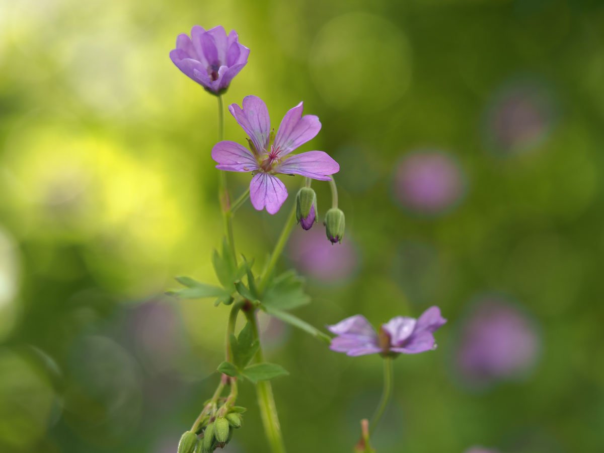 macrofotografie van bloemen met onscherpe achtergrond