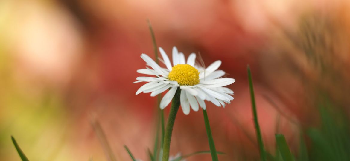 Bloemen fotograferen met onscherpe achtergrond