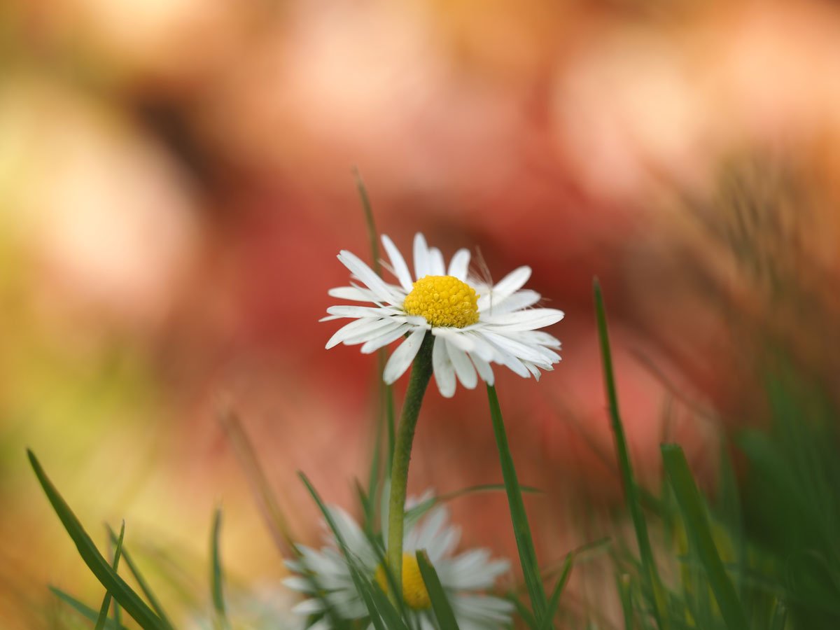 Bloemen fotograferen met onscherpe achtergrond