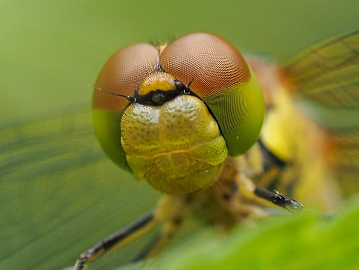 Facetogen fotograferen van libelles