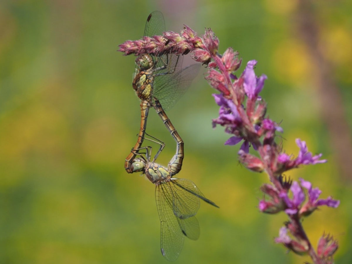 macrofotografie insecten en libelles