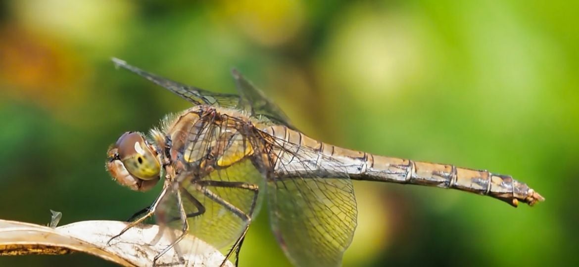 Tips voor het fotograferen van Libellen