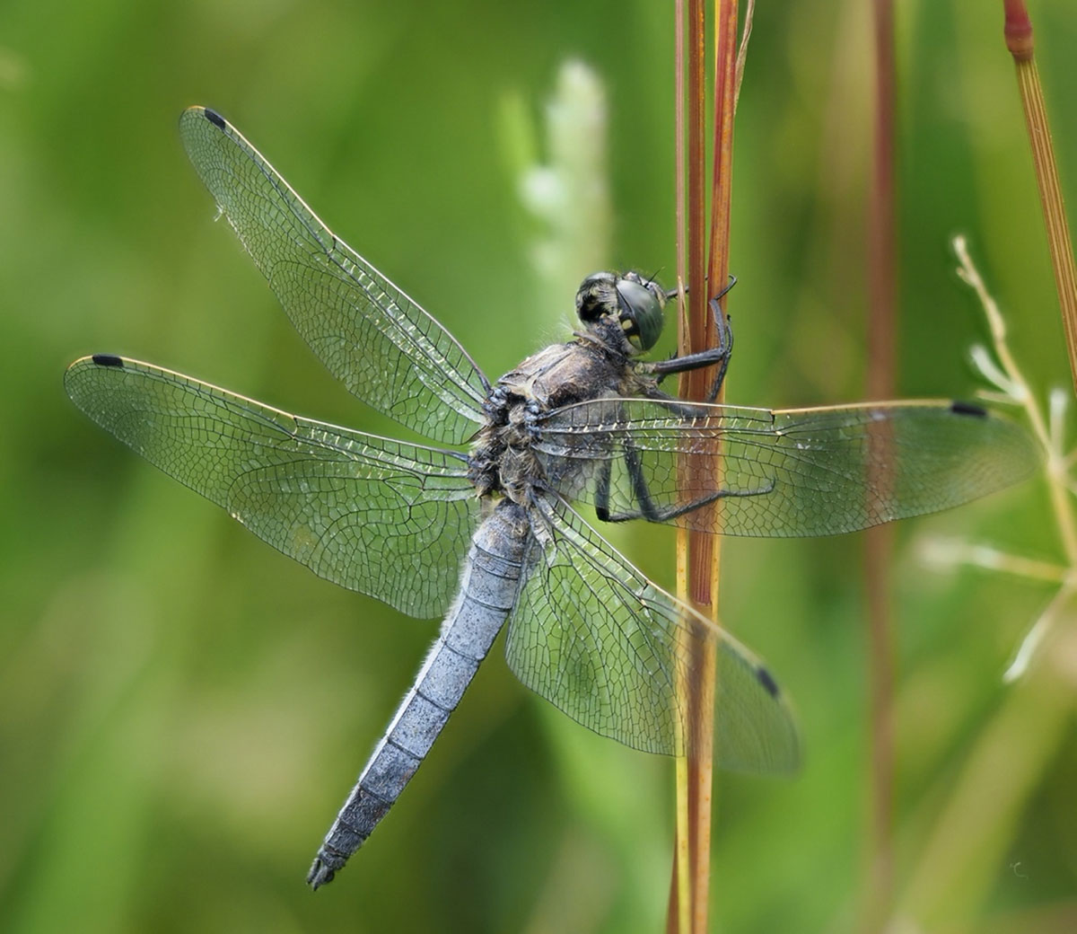 libellen fotograferen macrotips