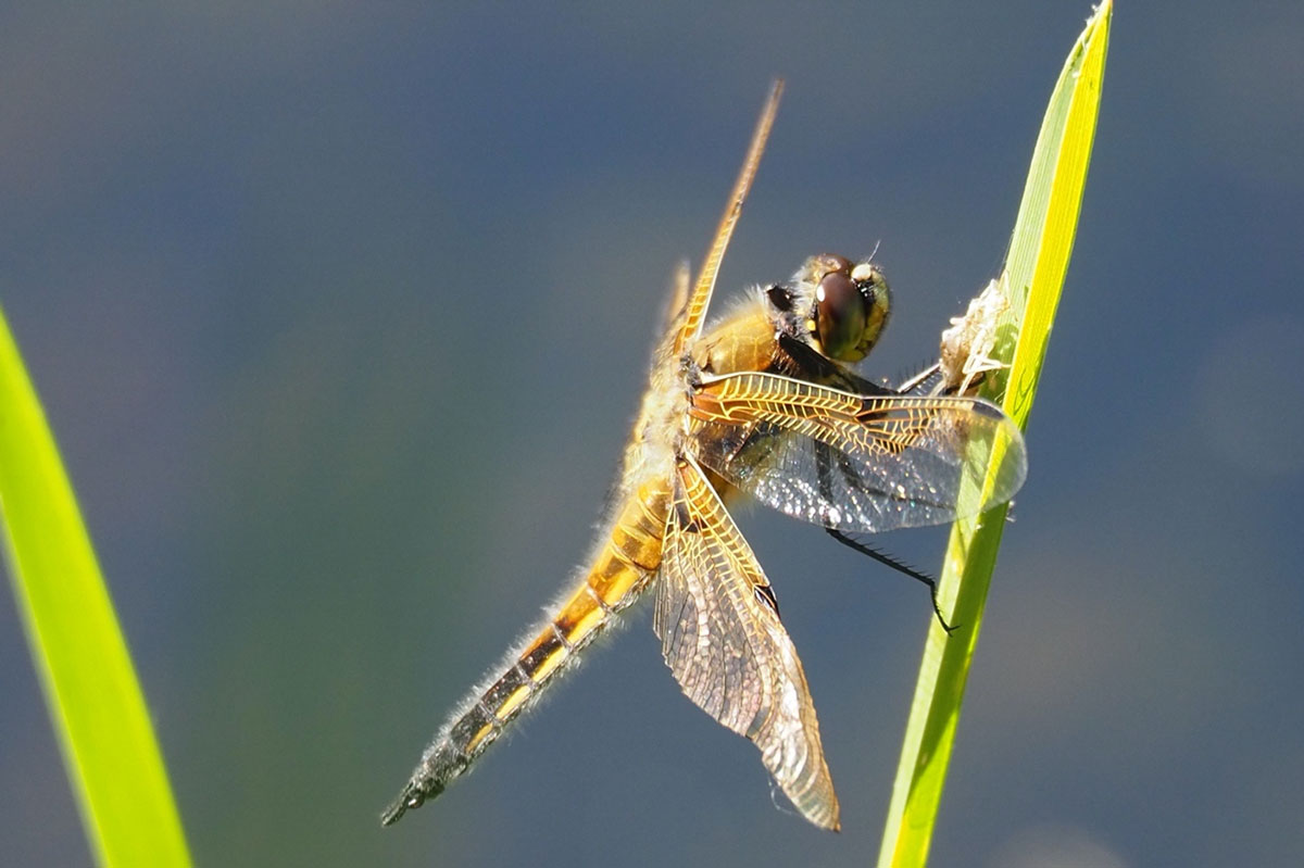 libellen fotograferen tips