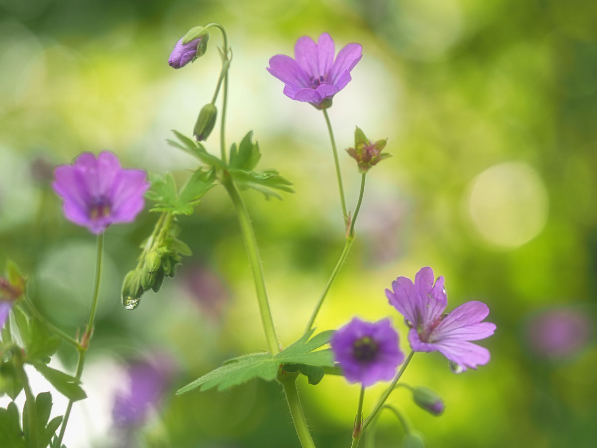 macrofotografie van bloemen met onscherpe achtergrond