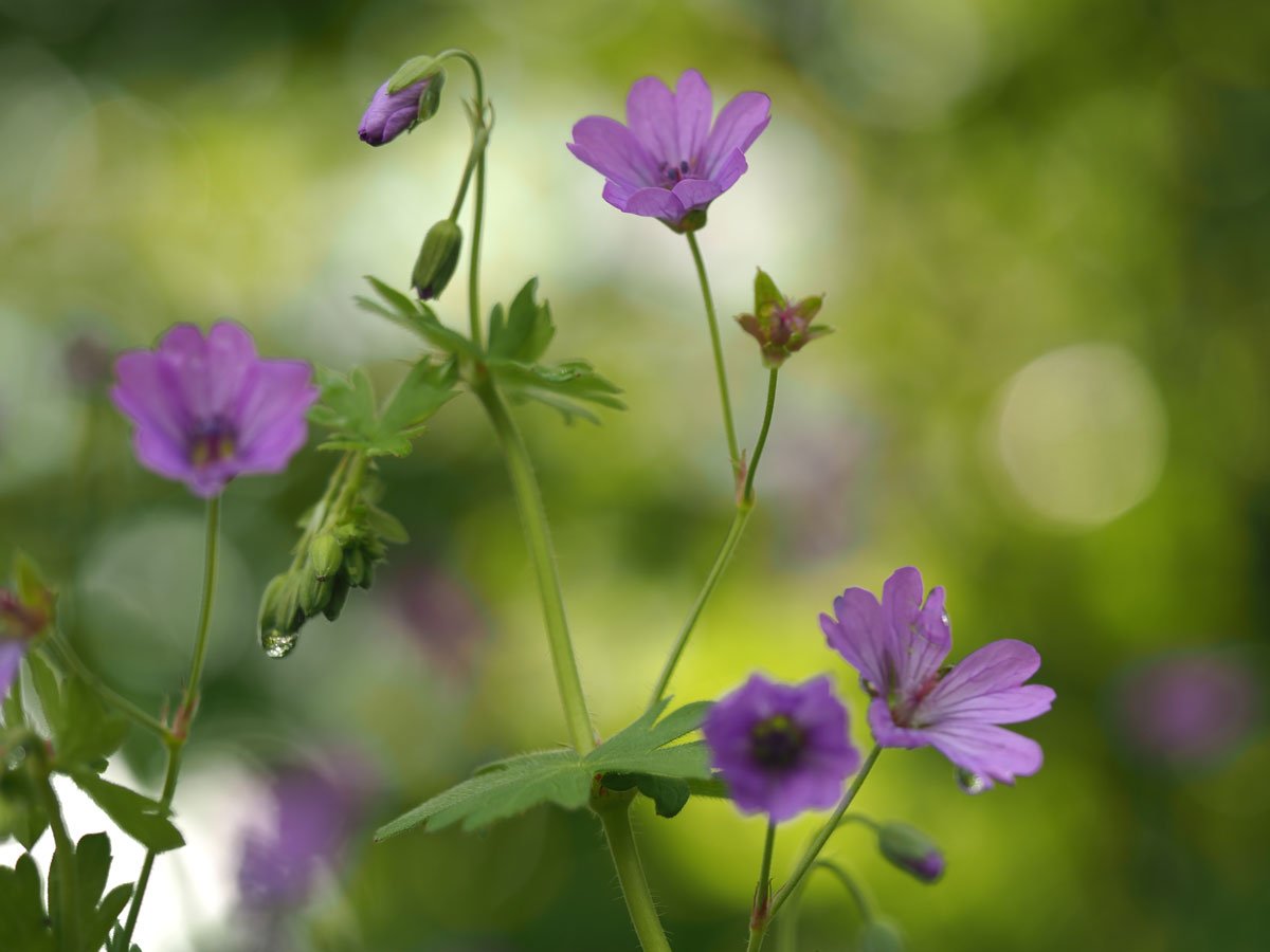 macrofotografie van bloemen met onscherpe achtergrond