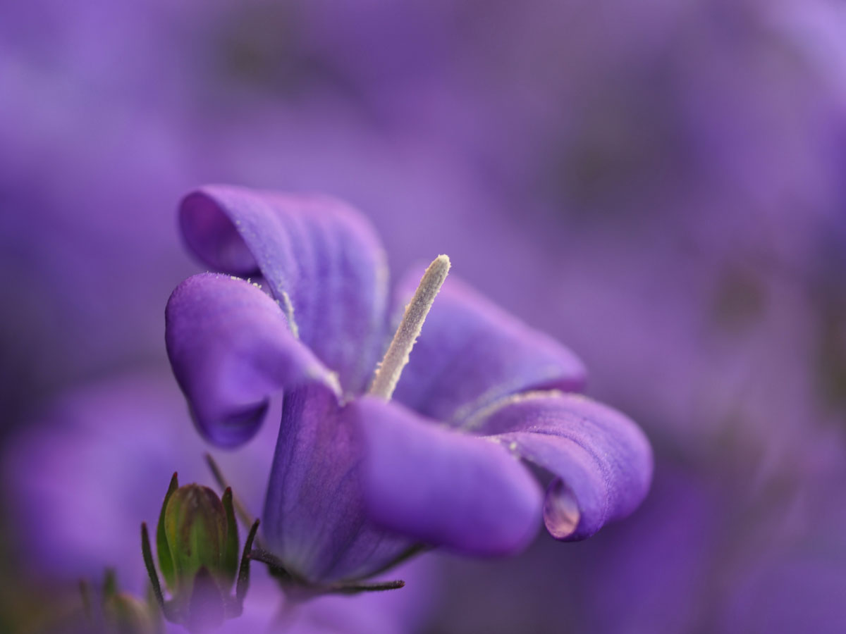 macrofotografie van bloemen met onscherpe achtergrond