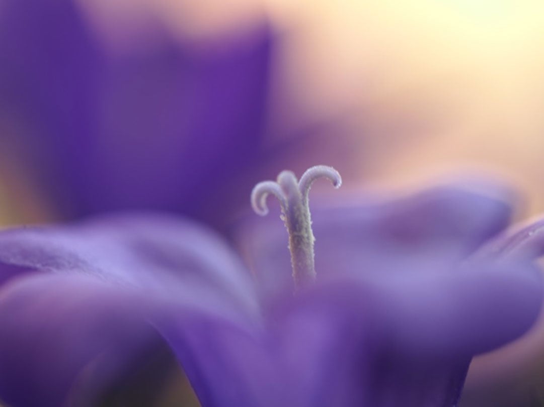 macrofotografie van bloemen met onscherpe achtergrond