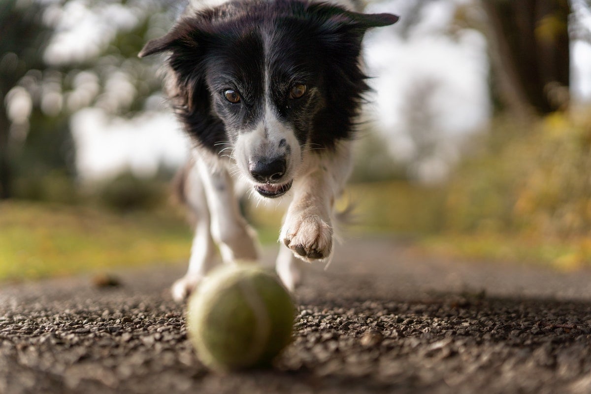 actieve honden fotos