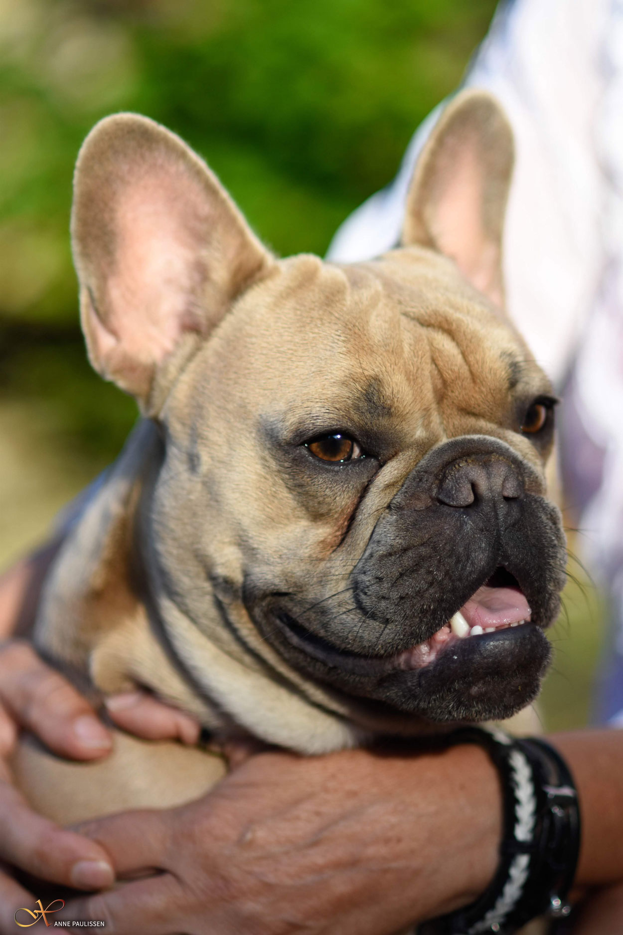 Scherpe foto van je hond maken