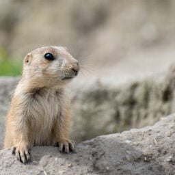 Workshop dierentuinfotografie in Nederland