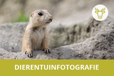 Workshop Dierentuinfotografie