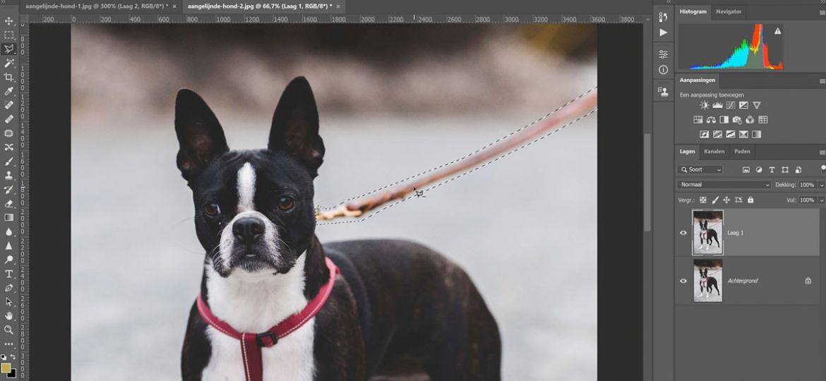 Longeerlijn of hondenriem wegbewerken met photoshop