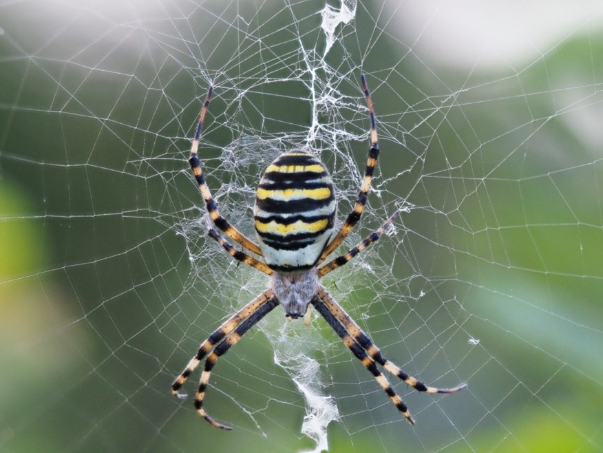 Spinnenwebben fotograferen macro