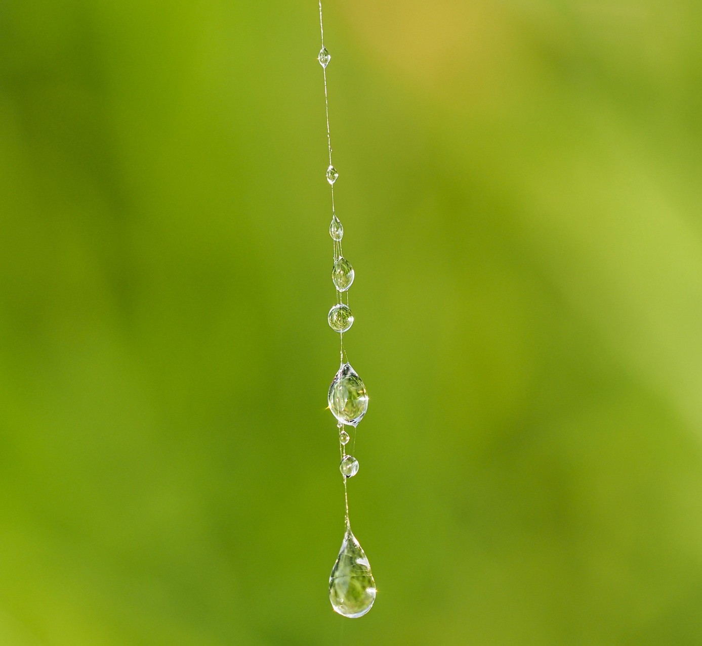 macrofotografie spinnen web