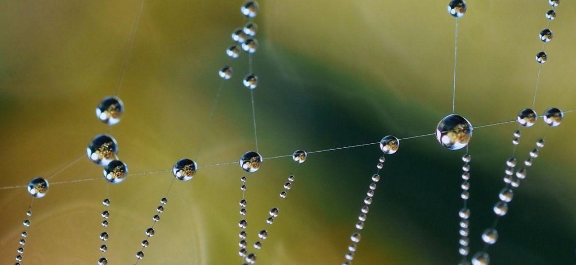 Macrofoto's van spinnenwebben maken