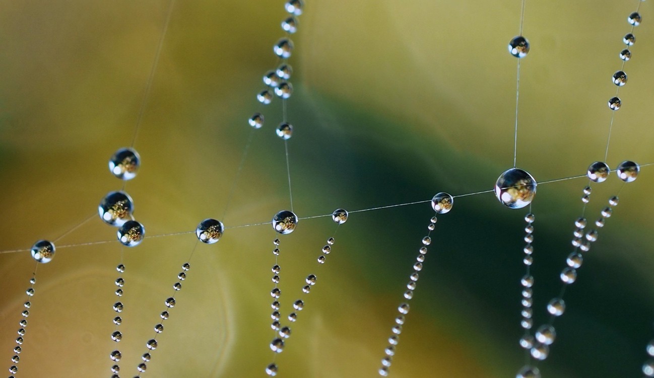 macrofotografie van spinnenwebben fotograferen