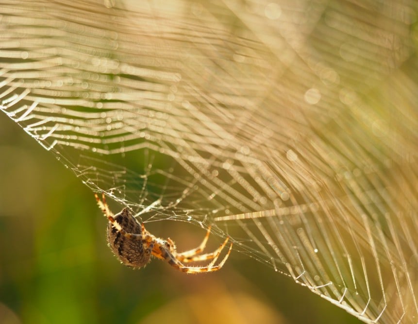 spinnen fotograferen macro