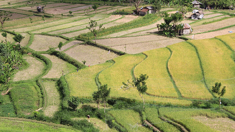 Rijstvelden fotograferen op Bali - Fotografiereis