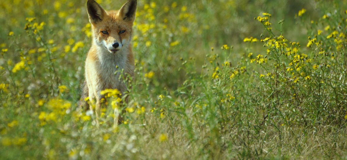 dieren extra laten opvallen met lightroom