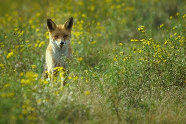 dieren extra laten opvallen met lightroom