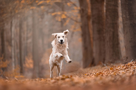 Cursus hondenfotografie in de herfst - Daniëlle Kock