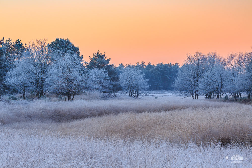 Winters gouden uurtje fotograferen met Dave Zuuring