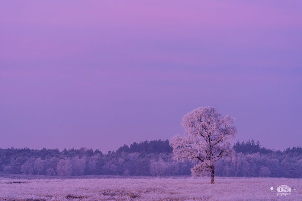 Paars winter landschap van Dave Zuuring