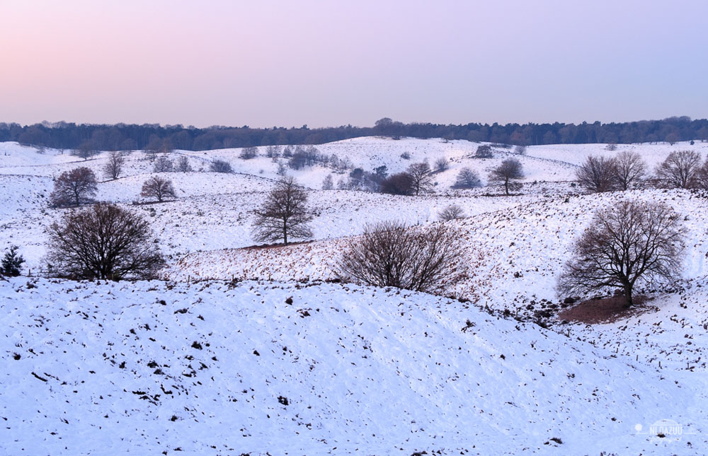 paars winters landschap van Dave Zuuring