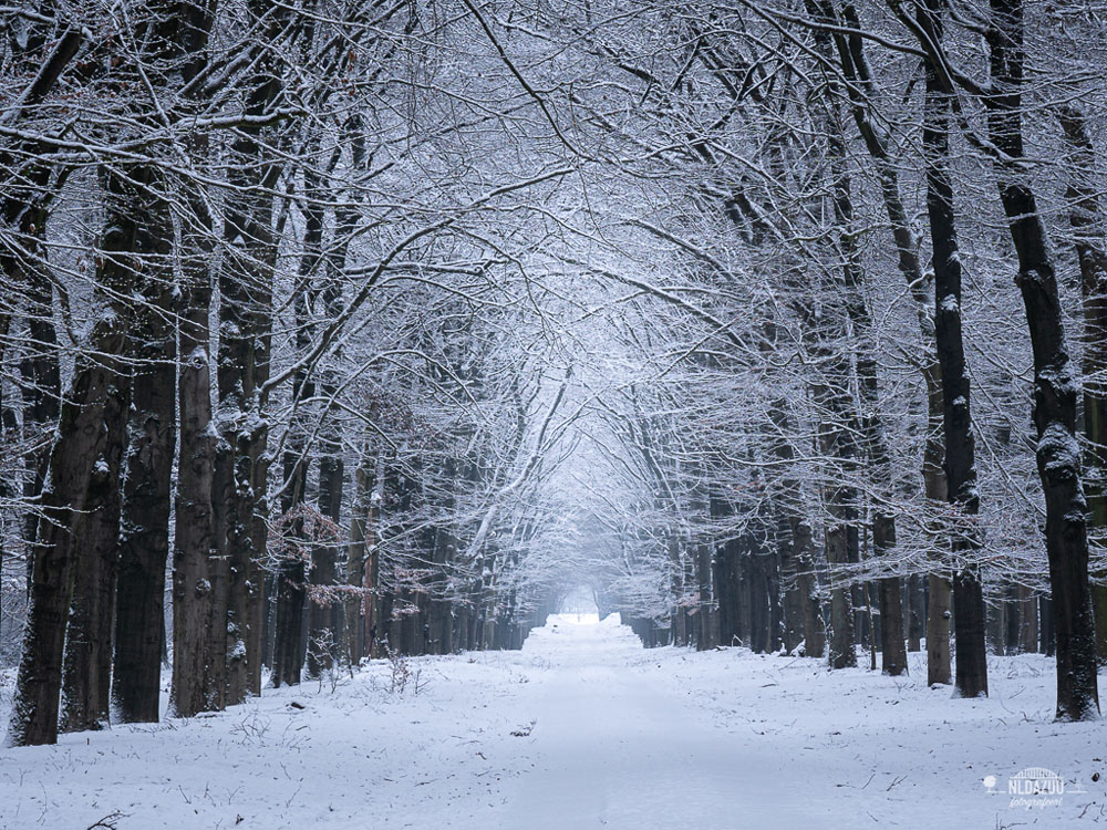 Winterse besneeuwd bos fotograferen Dave Zuuring