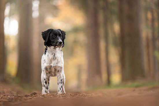 Workshop hondenfotografie in de herfst - Daniëlle Kock