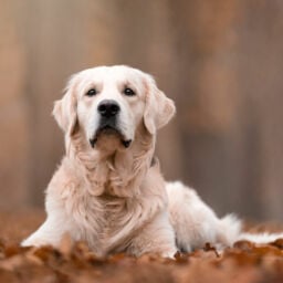 Workshop hondenfotografie in Nederland