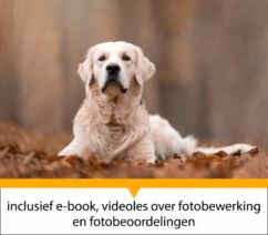 Workshop hondenfotografie in Nederland incl. e-book