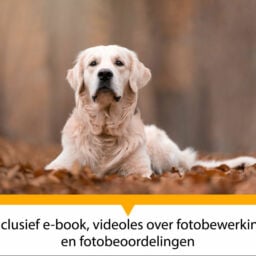 Workshop hondenfotografie in Nederland incl. e-book